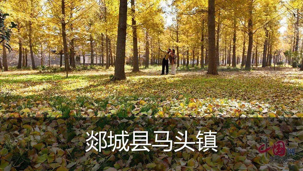 郯城县马头镇